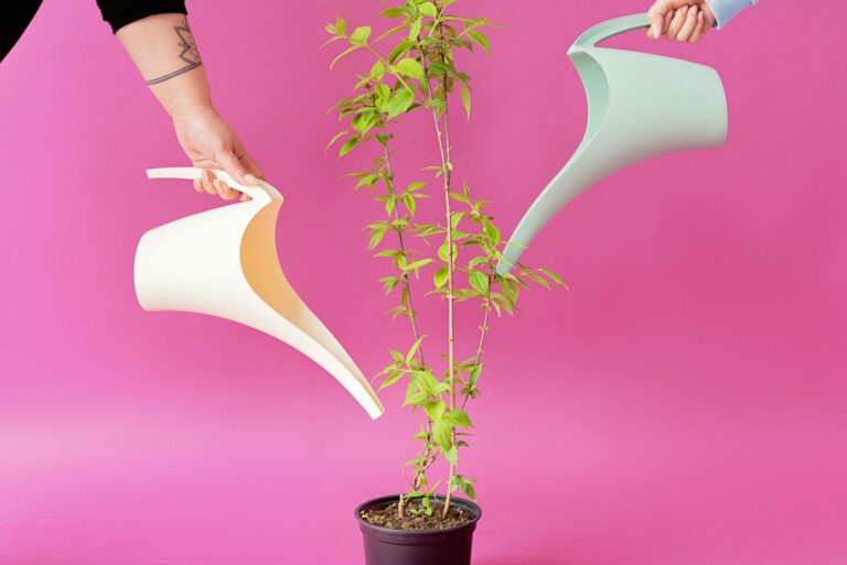 Indoor Plant Care Basics: Master Light, Watering, Humidity and Repotting