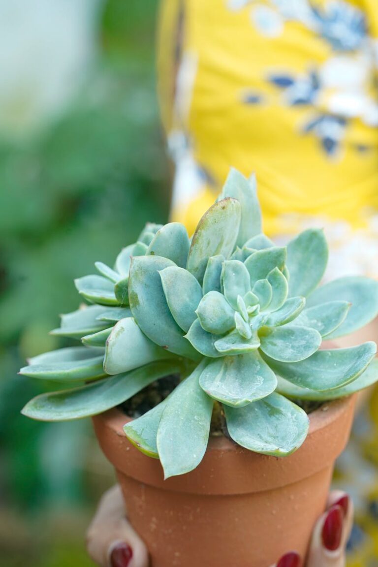 Low-Maintenance Indoor Plants and Simple Care Routines for Busy Beginners